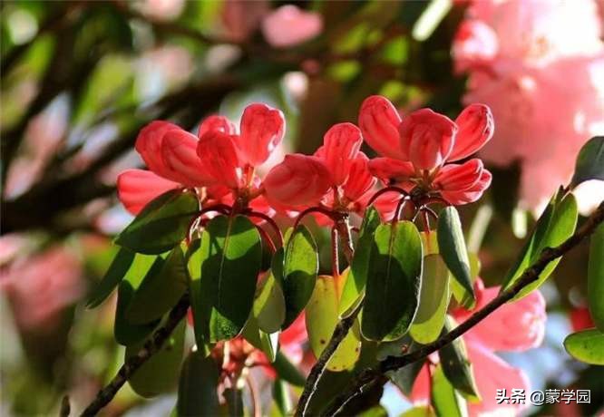 五月繁花似锦生机盎然,繁花似锦的六月诗词