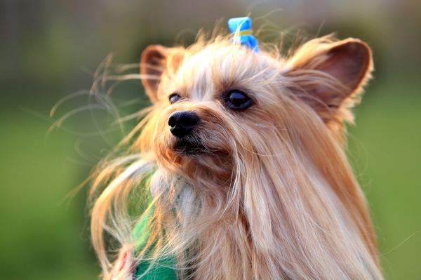 适合女生养的中小型犬排行榜,小型犬女生