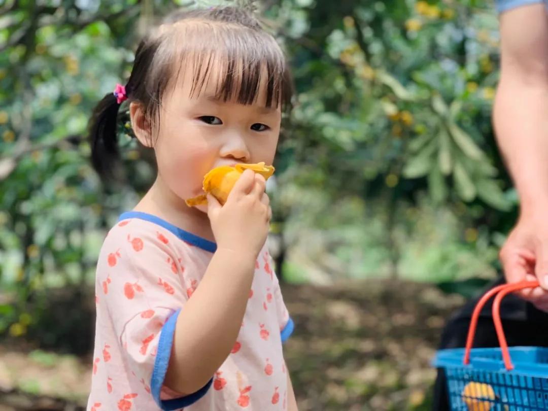 周末东山采枇杷采摘攻略已出,枇杷采摘攻略