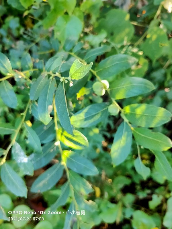 算盘子植物介绍,算盘子属于什么类型植物