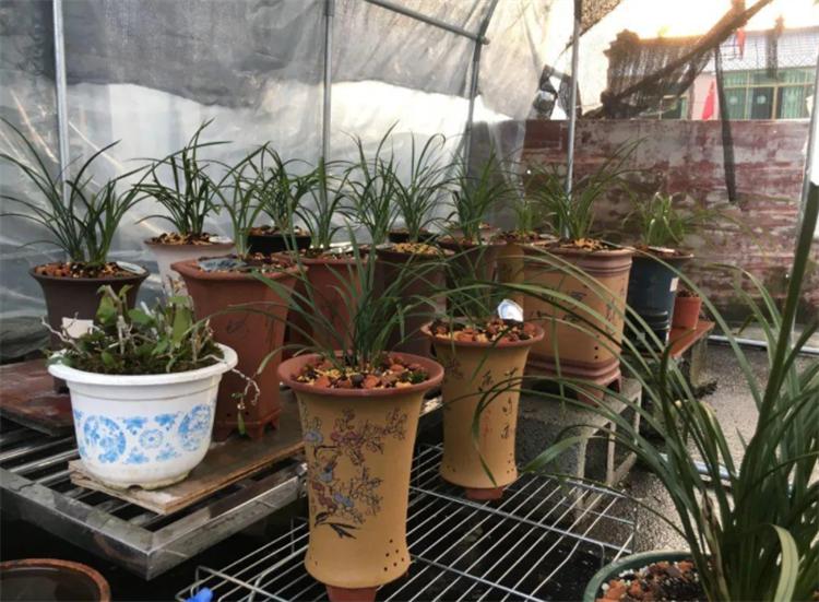 花叶发黄应该怎么办？从5个方面做出调整，十有八九能挽救回来