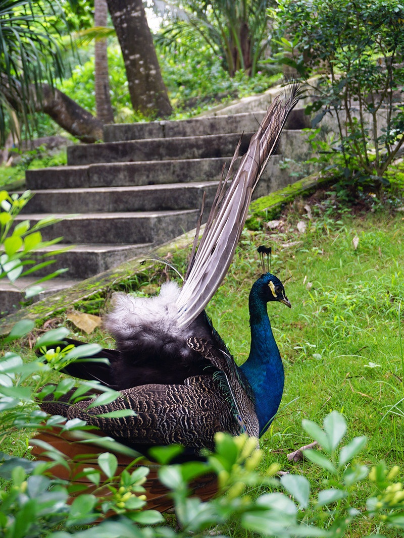 海南租车自驾,海南万宁租车哪家靠谱