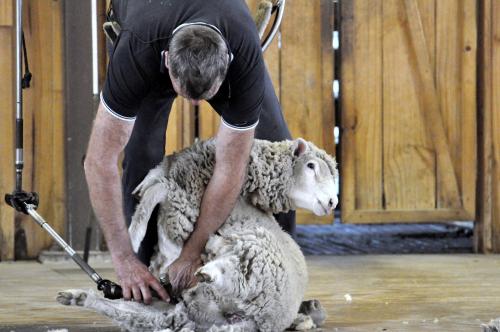 美国剪日本羊毛,美国是怎样剪世界各国羊毛的