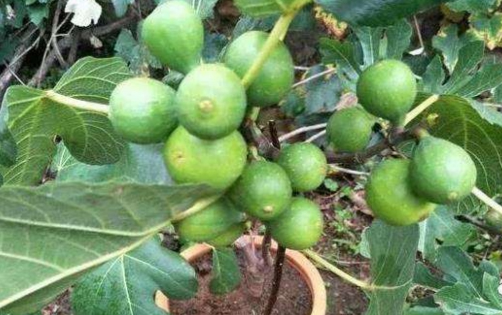 无花果挂果后掉果,无花果第一茬落果严重