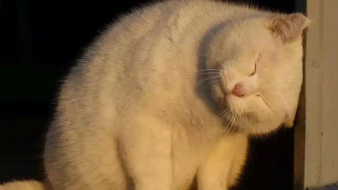 猫咪最讨厌的10个动作,猫咪最讨厌三种抱法图解