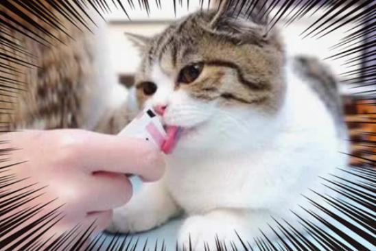 怎么调整猫咪的生物钟 (猫生物钟)