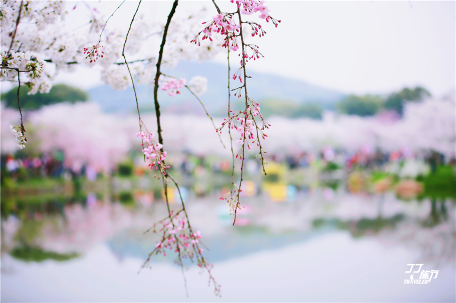 武汉东湖樱花园是世界几大樱花园,世界三大樱花园