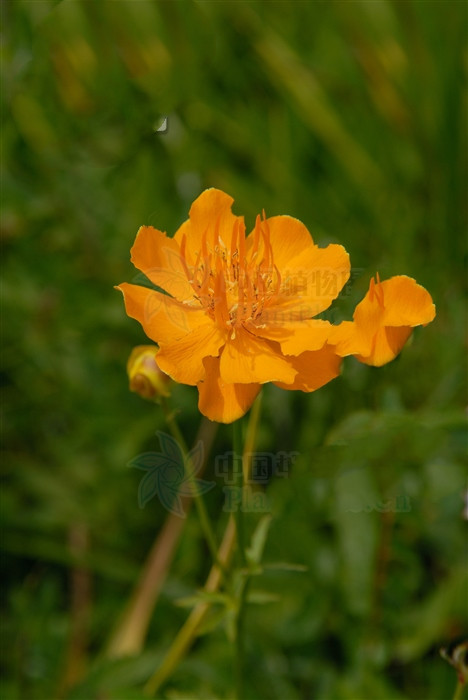 金莲花治儿童化脓性扁桃体炎,金莲花治扁桃体