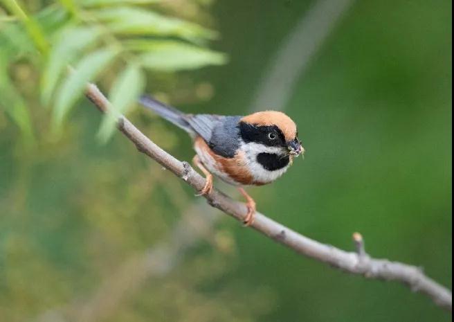 全国林草生物多样性保护成就展,林业生物多样性保护