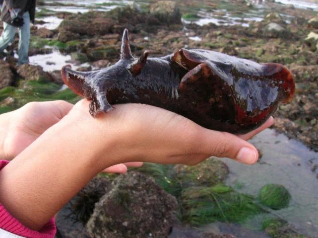 讨厌臭味的动物,常见各种动物自我保护方法