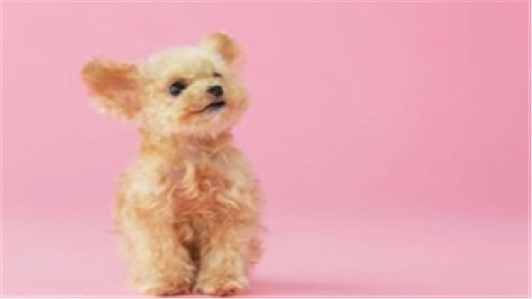 贵宾犬与巨贵犬智商的区别,贵宾犬的智商