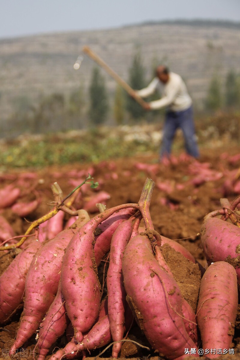 老爸在种地瓜,老爸种地瓜视频