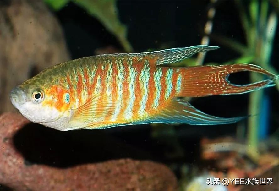 新手缸养国斗,新手养国斗