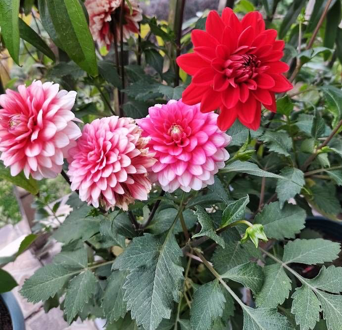 大丽花盆栽的正确方法,大丽花盆栽怎么养护