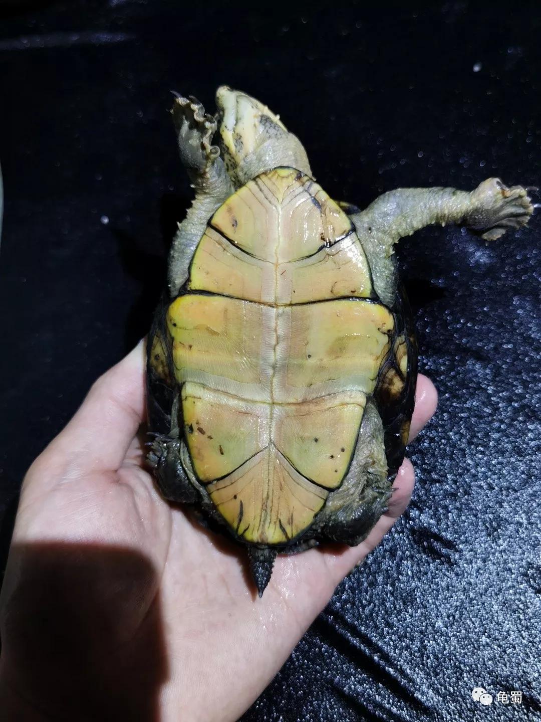 黄泽泥龟为什么冷门,泥龟冷门品种