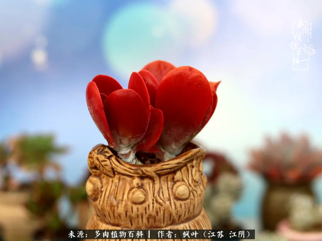 春有约,花不误,多肉与春天有个约会