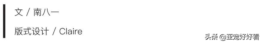 亚宠云课堂,比熊犬赛级妆造型