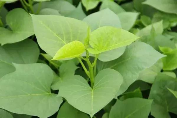 水肥一体化滴灌简易制作,农田滴灌制作全过程