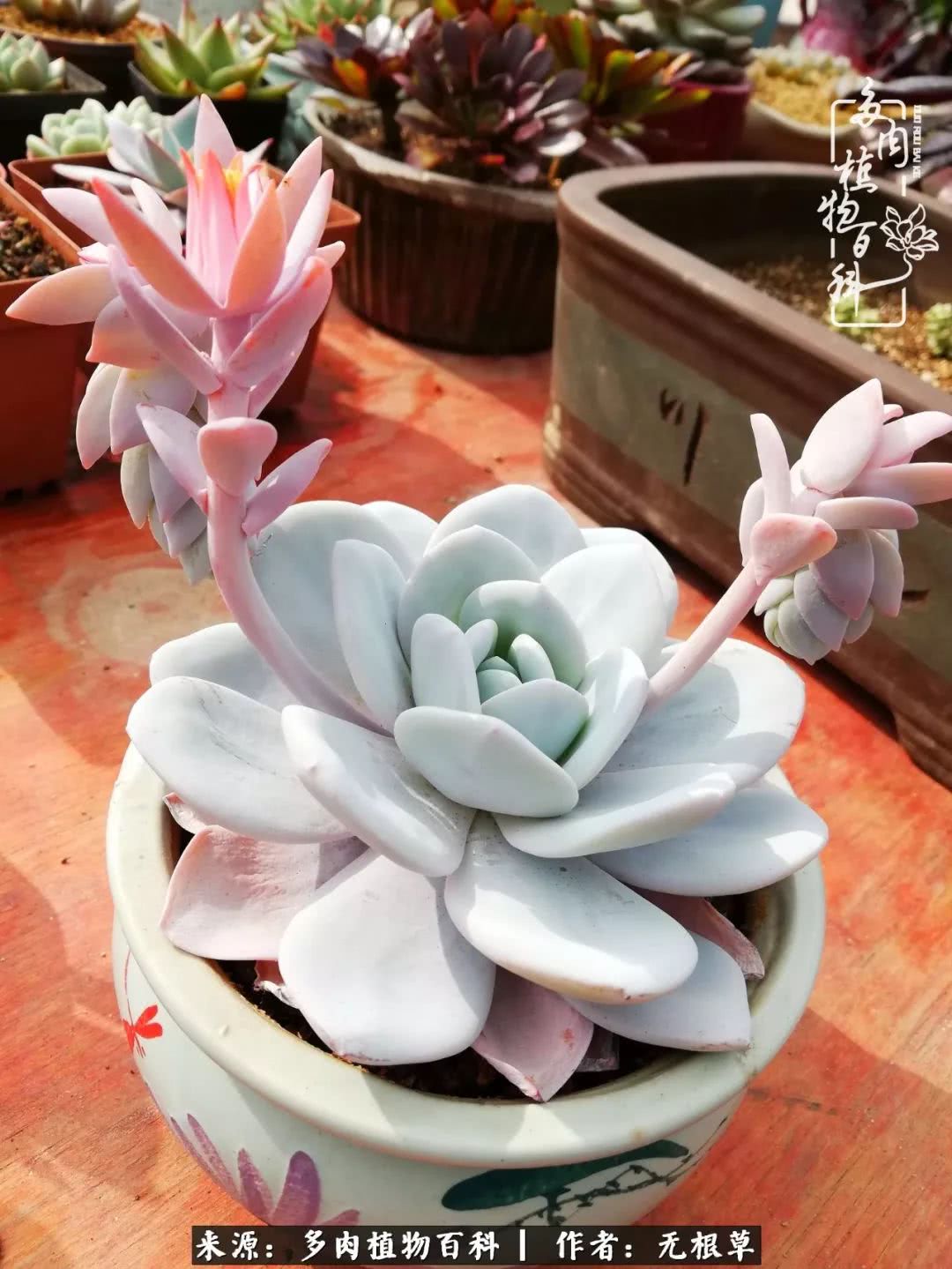 多肉寒冬中茁壮成长,多肉岁月的沉淀
