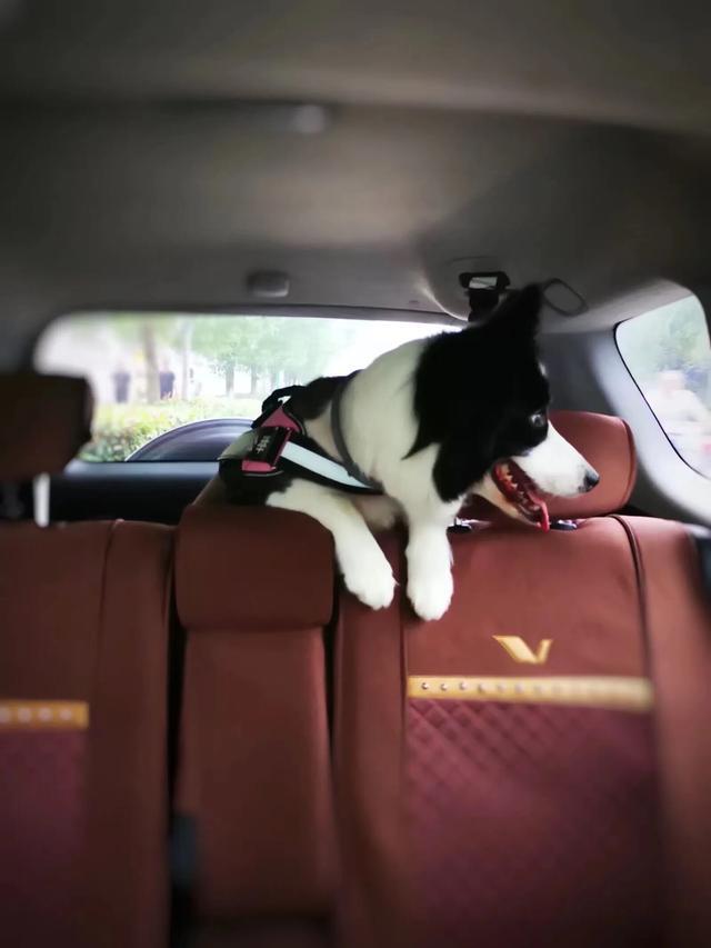 带着狗出去旅游需要注意什么,怎么带狗子出门旅行呢