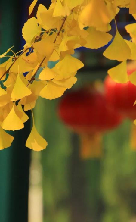 秋词哪句诗句是描写秋景的,欣赏古诗词秋词