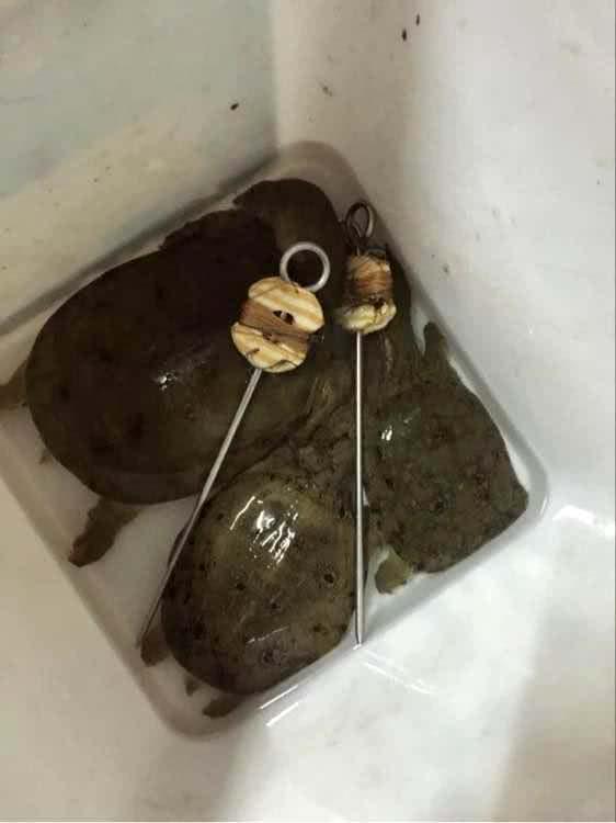 钓甲鱼的猪肝用不完怎么处理,用猪肝钓甲鱼钩如何挂饵图解