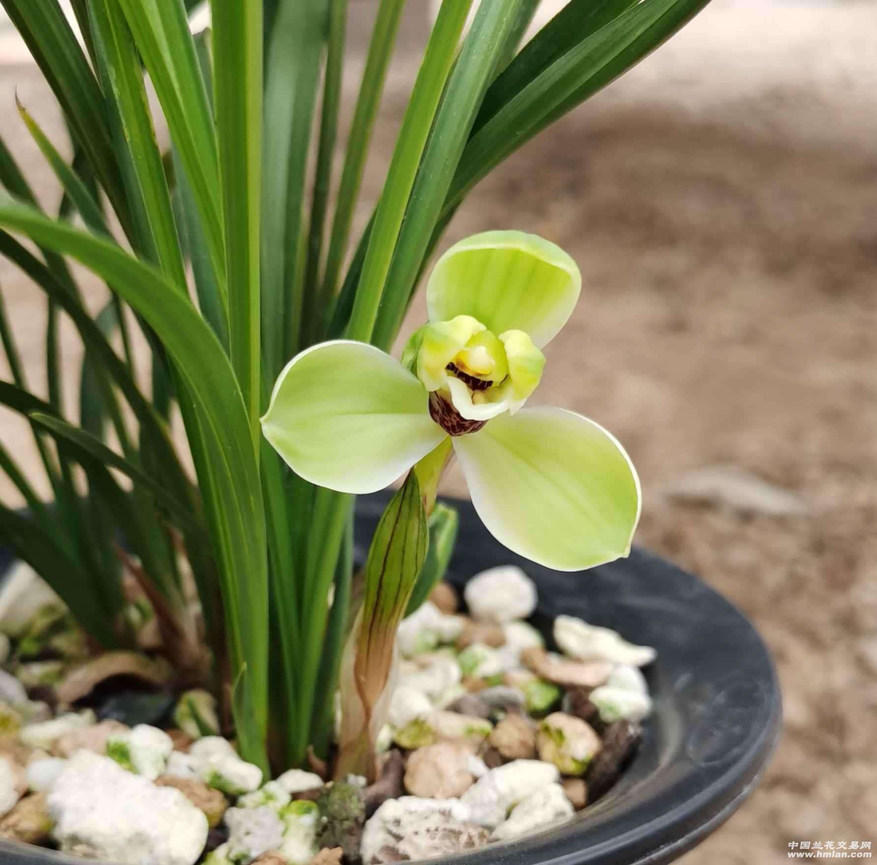 什么兰既好养开花又香,最好养的兰花四季兰介绍