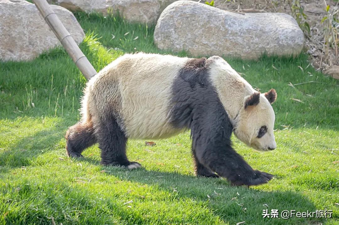 五一莫奈庄园一日游,五一不出游在家门口看风景