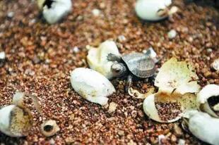 灏忎箤榫熷潥寮哄巻闄╄,灏忎箤榫熸捣娲嬪巻闄╄