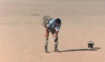 平头哥蜜獾照片,蜜獾平头哥动物科普