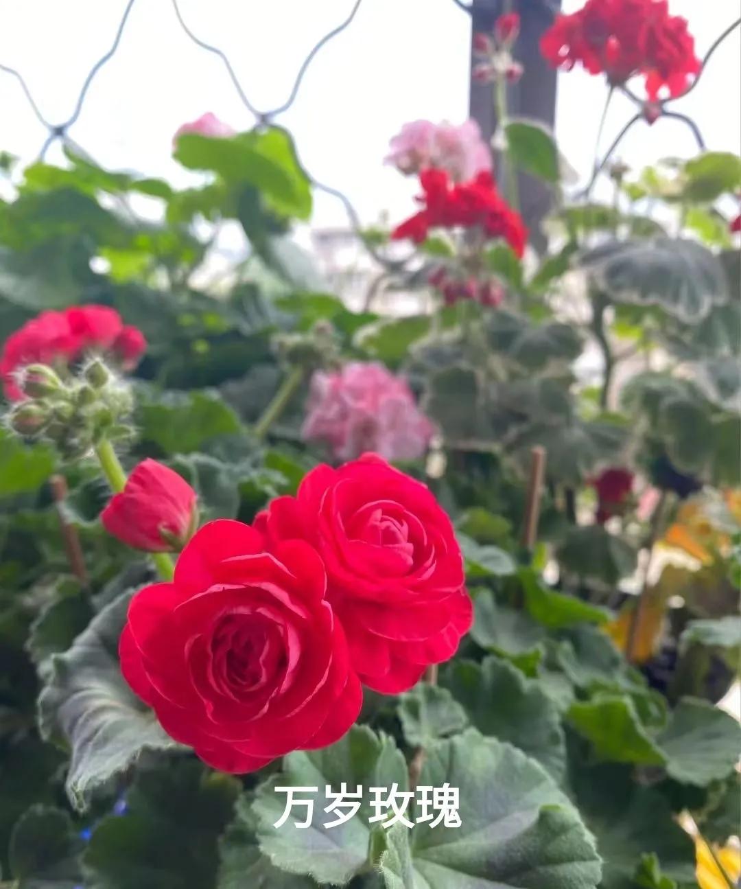 阳台天竺葵容易爆花品种,天竺葵最能开花的品种