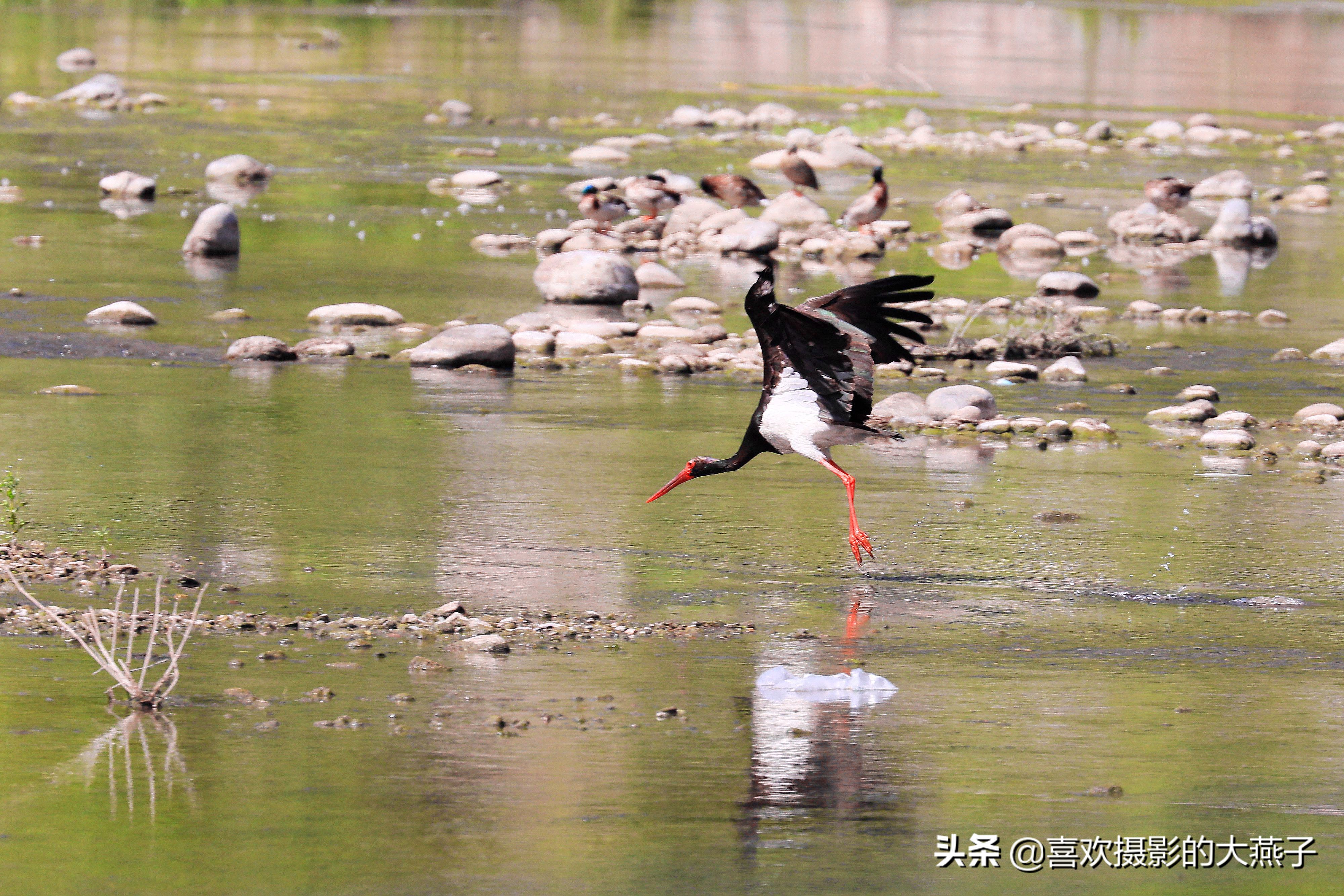 慕名前往十渡黑鹳之乡小有收获
