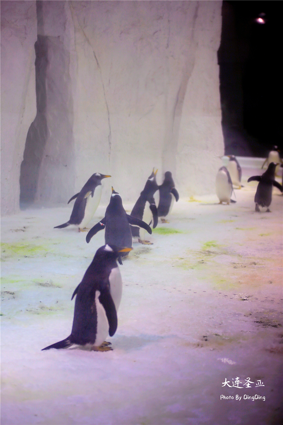 北方明珠活力四射的浪漫之都大连，国内最具特色的海洋世界圣亚