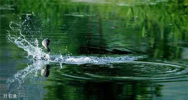 串钩钓法需要打窝吗,抛竿串钩钓鱼技巧教程
