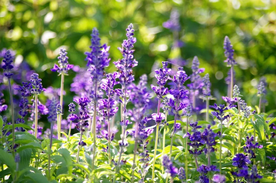 盐龙体育公园开放时间,盐龙体育公园开园仪式