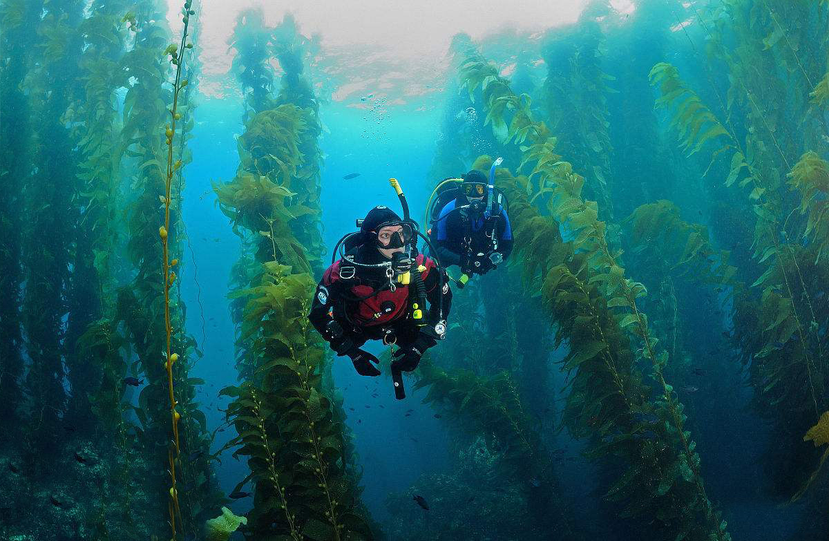 美国最大的蛇类,美国最大的蛇有多大