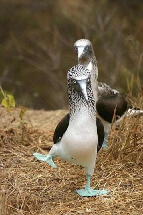 冷知识精选1,苦瓜的冷知识大全