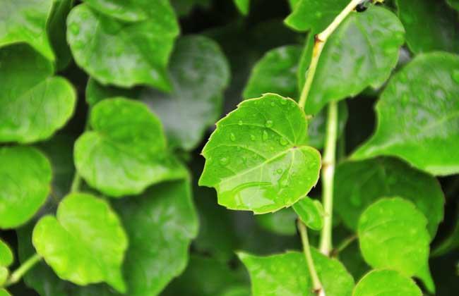 家里摆什么绿植比较好吸附甲醛,哪些盆栽吸附甲醛少一些