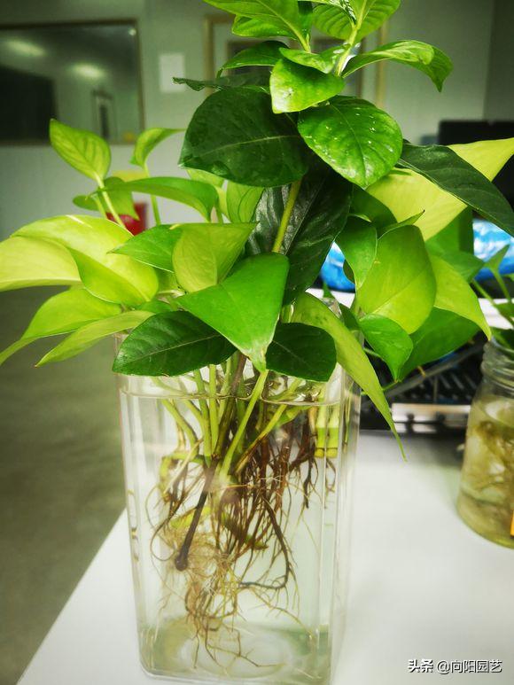 绿萝黄叶加什么改善,绿萝有黑斑点和黄叶怎么补救