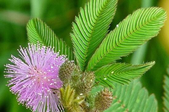 含羞草叶片发黄原因和处理,含羞草叶子边缘发黄怎么回事