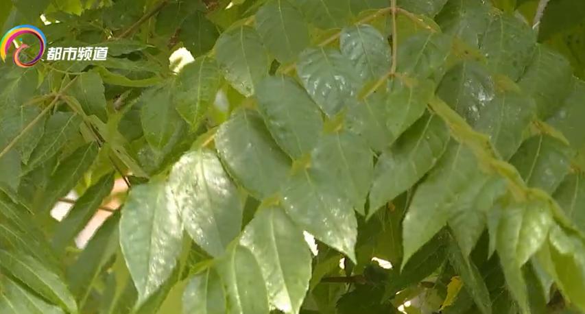 瘆人！红旗路行道树现虫患