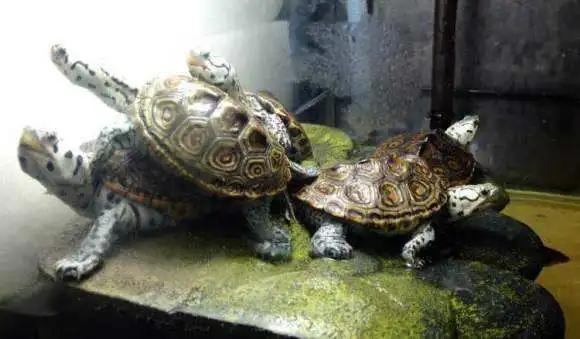 批量养钻纹龟最佳饲养方法,钻纹龟饲养注意点什么
