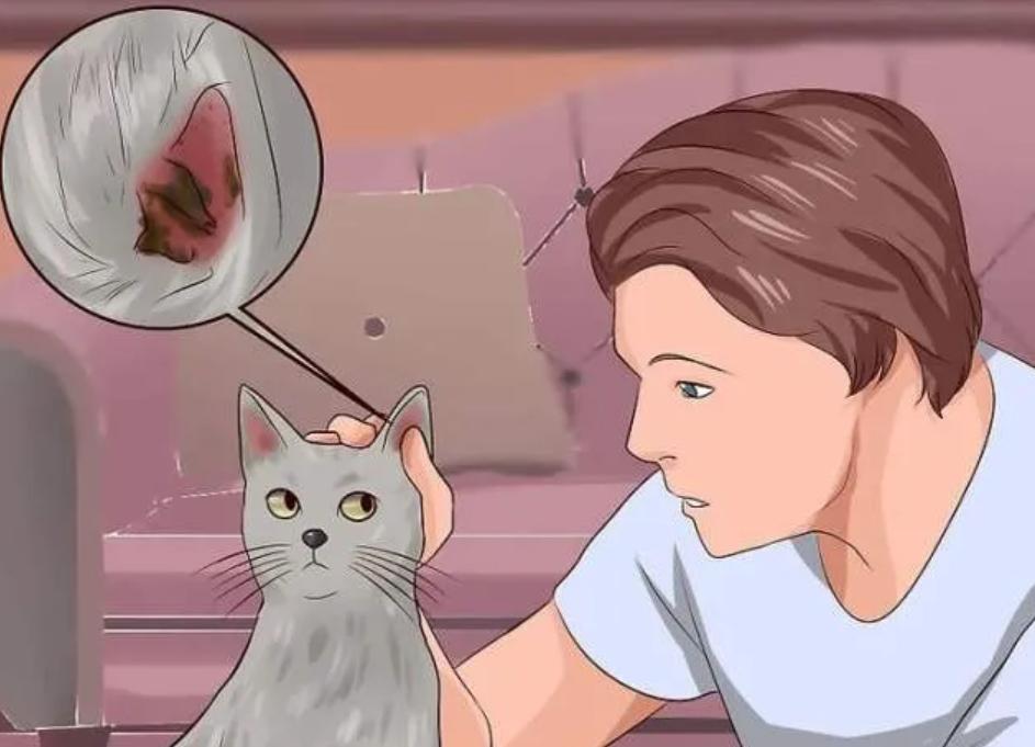 猫咪耳道问题不容忽视,猫咪的耳道分泌物很多怎么办