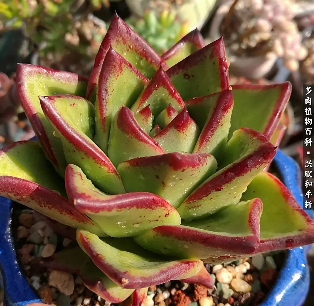 多肉的四季轮回,四季轮回多肉