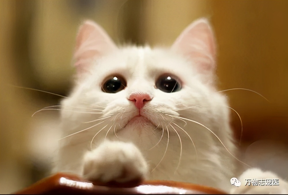 驱虫药跟驱虫针有什么区别,驱虫药内服和外用的区别