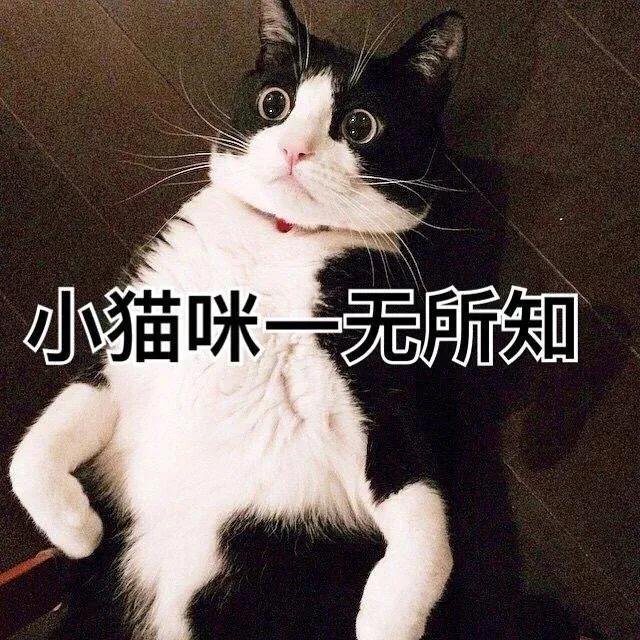 猫咪抽搐有可能是细菌导致的吗,猫咪抽搐的原因及治疗方法是什么
