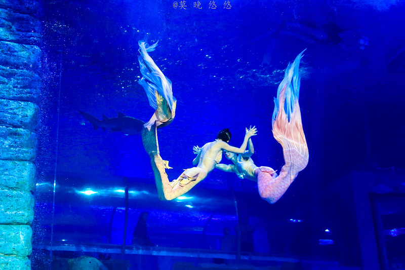 海洋极地海洋世界攻略,正佳极地海洋世界白鲸海象