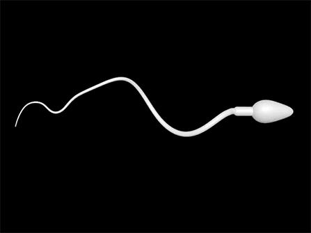 研究显示：精子像钻头一样钻入体内！它“欺骗”了科学家300多年