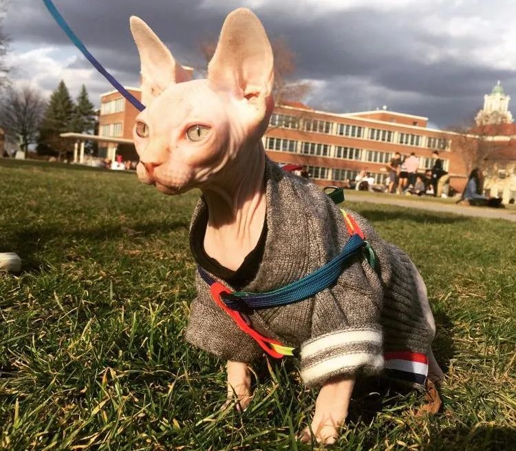 冬天如何正确的给猫咪保暖,冬季怎么给猫咪保暖