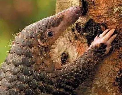 我是成都人,还能吃兔头吗?我妈常做奶汤野生鲫鱼,能吃不……牛蛙、火鸡、竹鼠,这些还能再吃吗?